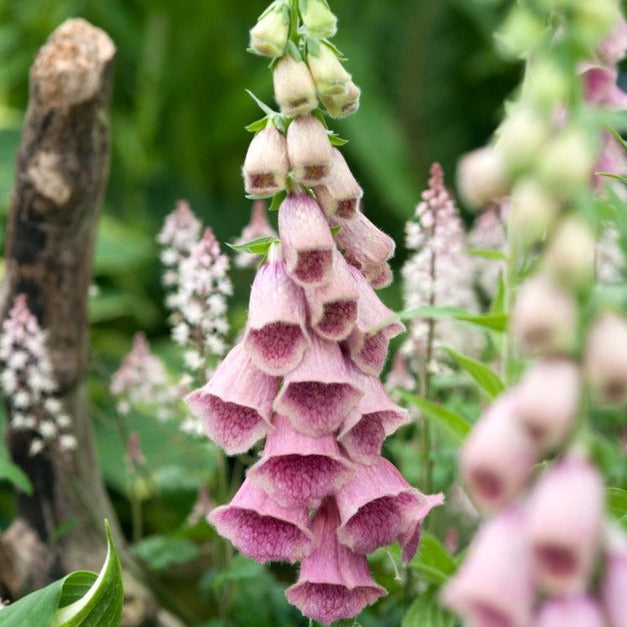 Digitalis Mertonensis (Foxglove)