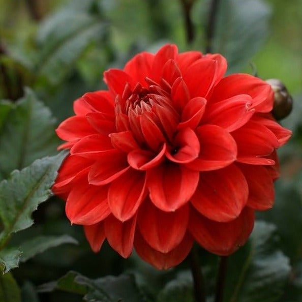 Ellen Huston Dahlia