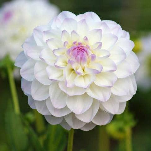 Eveline Formal Dahlia