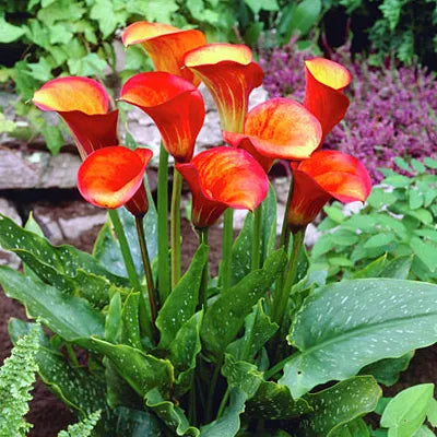 Flame Calla Lily - 3 Bulbs