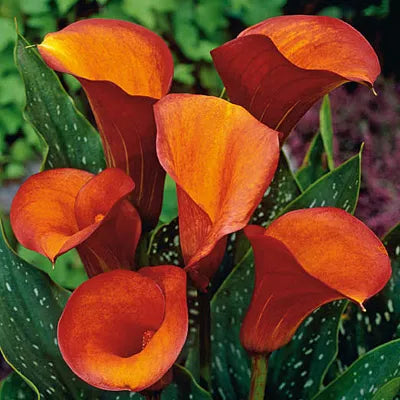 Flame Calla Lily - 3 Bulbs