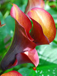 Flame Calla Lily - 3 Bulbs