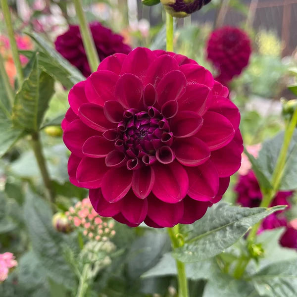 Gypsy Night Dahlia