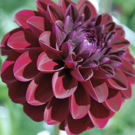 Gypsy Night Dahlia