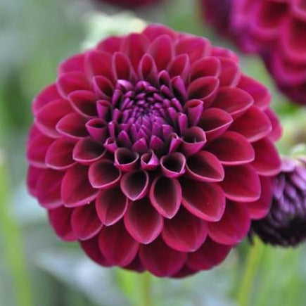 Gypsy Night Dahlia