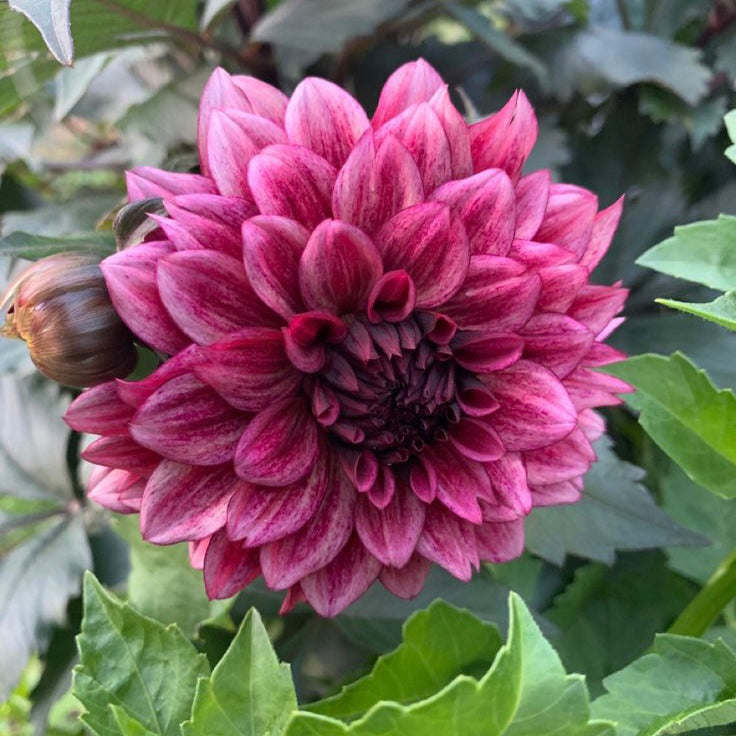 Dahlia 'Night Silence'