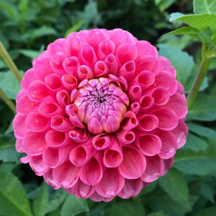 Dahlia 'Jowey Frambo'