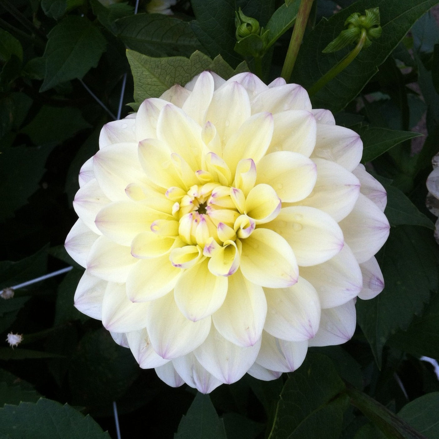 Lake Carey Dahlia