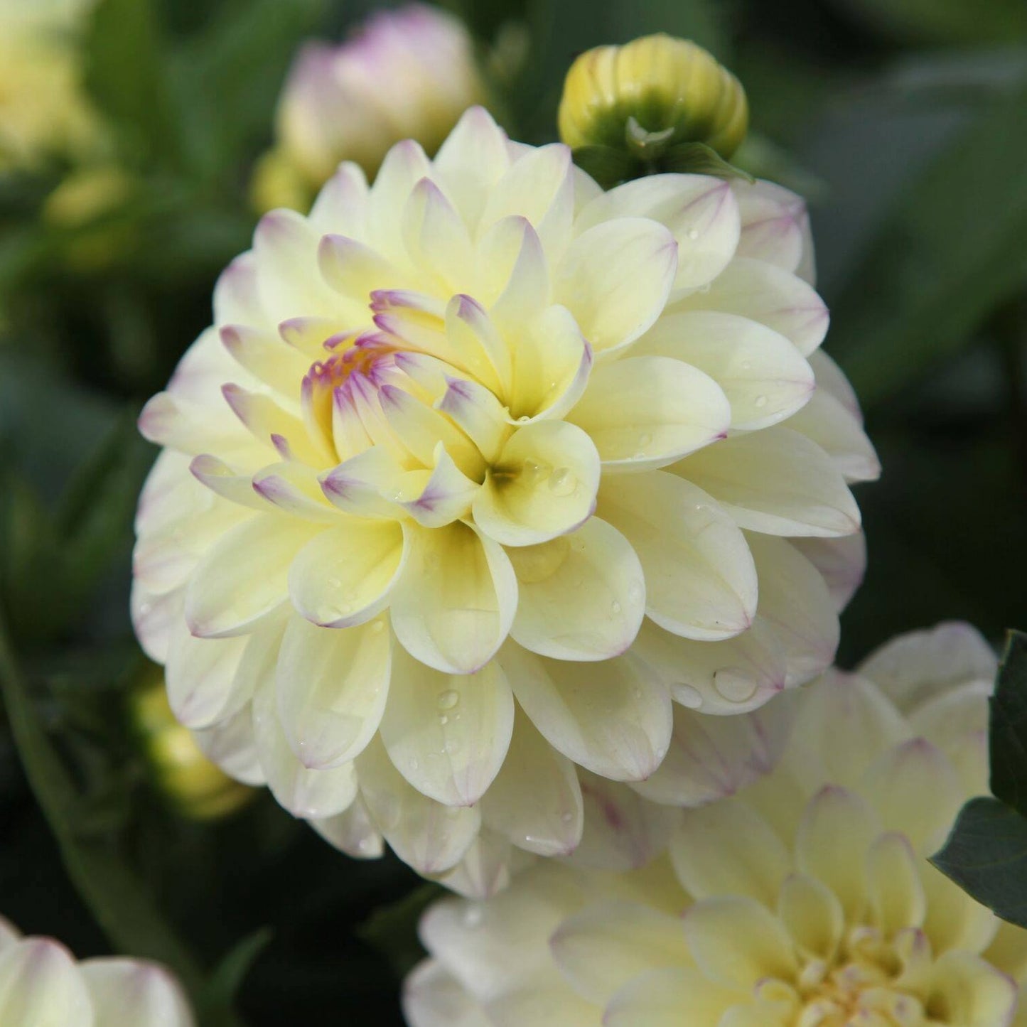 Lake Carey Dahlia