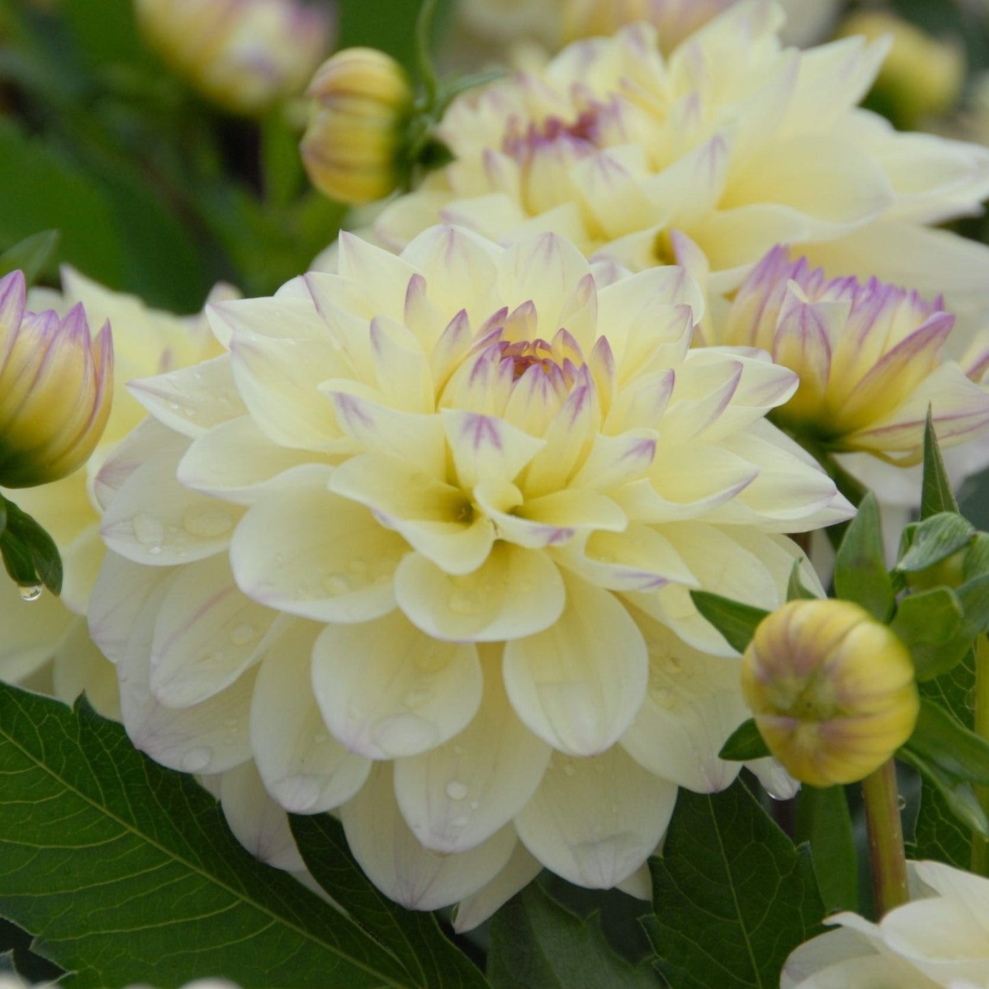 Lake Carey Dahlia