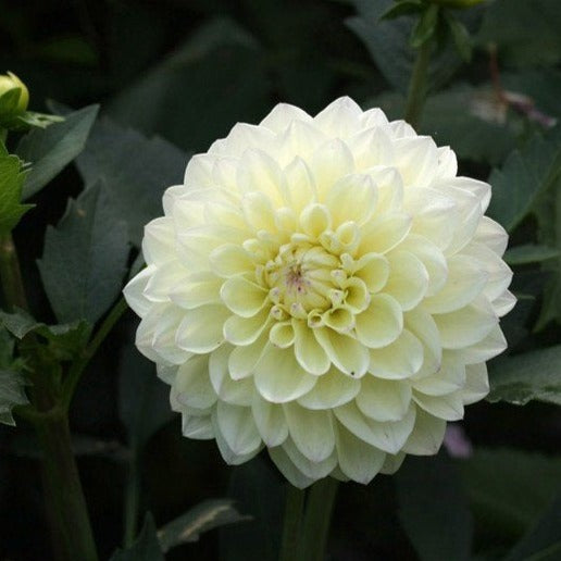 Lake Carey Dahlia