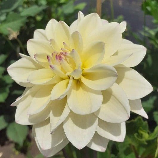 Lake Carey Dahlia