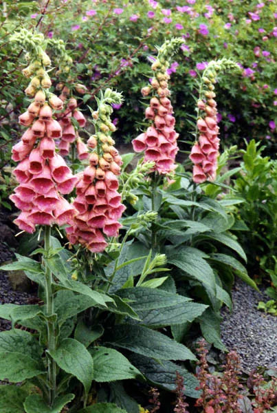 Digitalis Mertonensis (Foxglove)