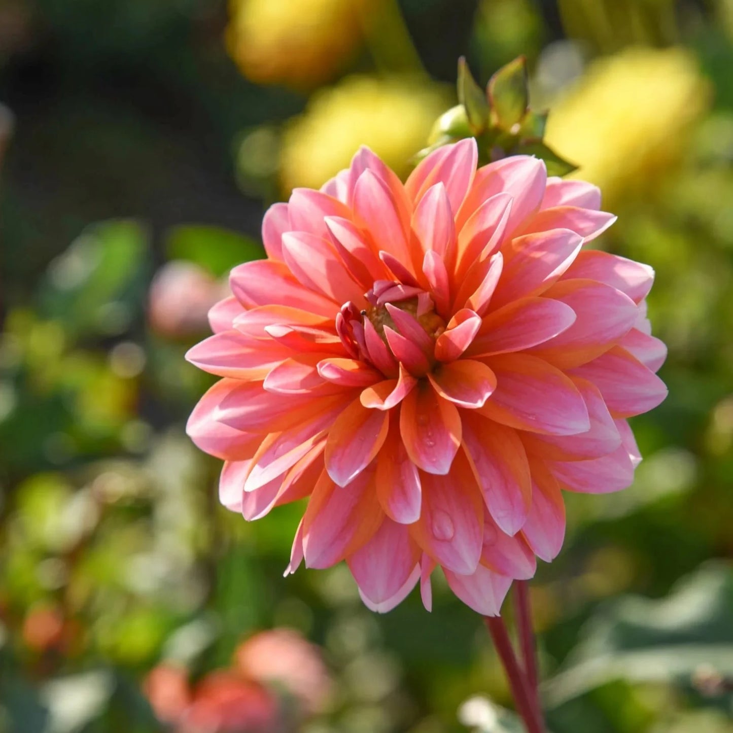 Peaches and Vanilla Dahlia
