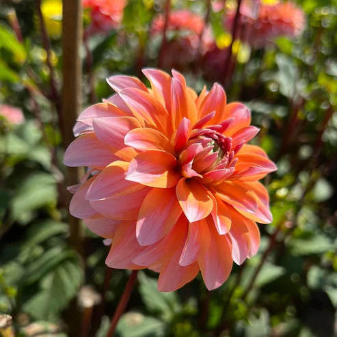 Peaches and Vanilla Dahlia