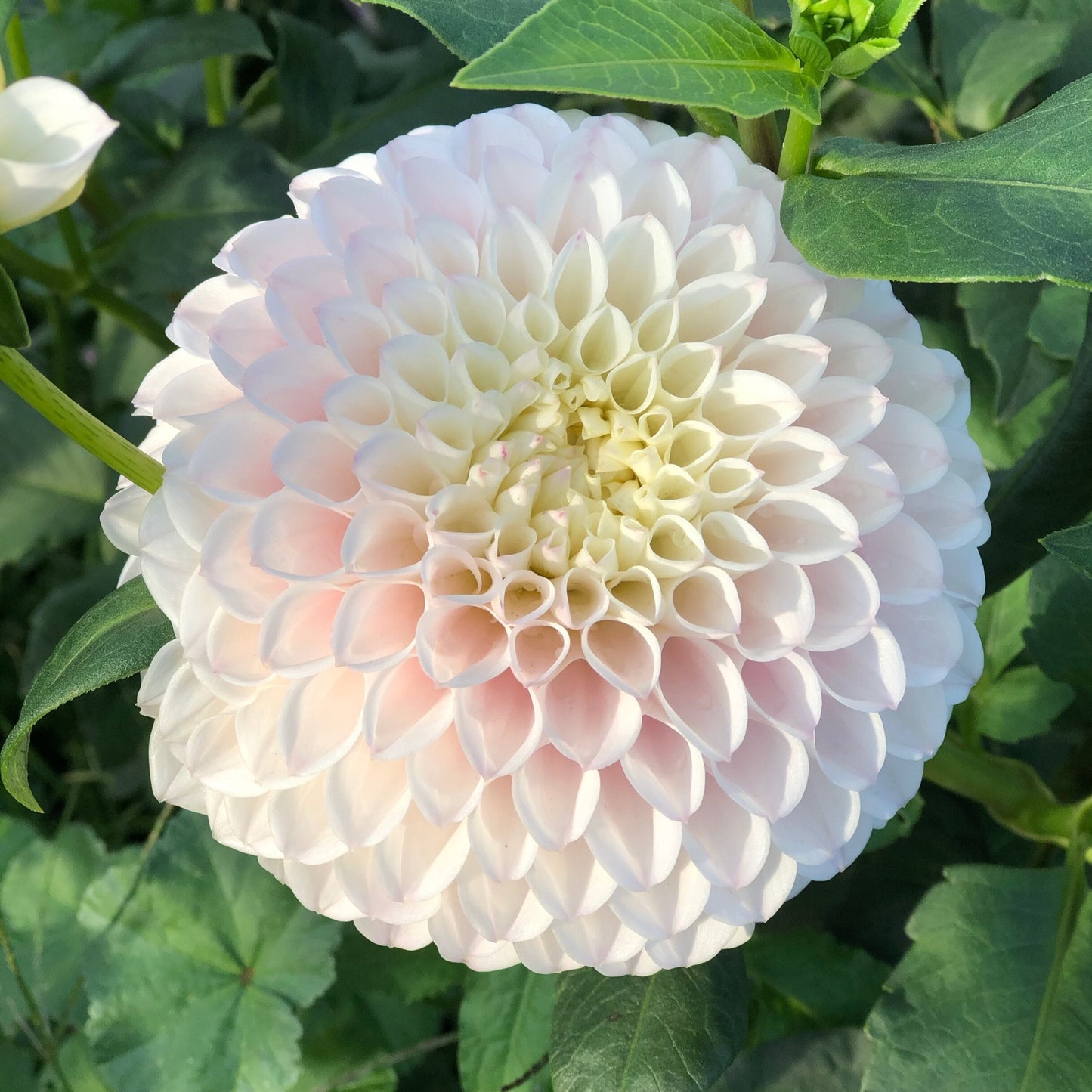 Dahlia 'Pink Pearl'