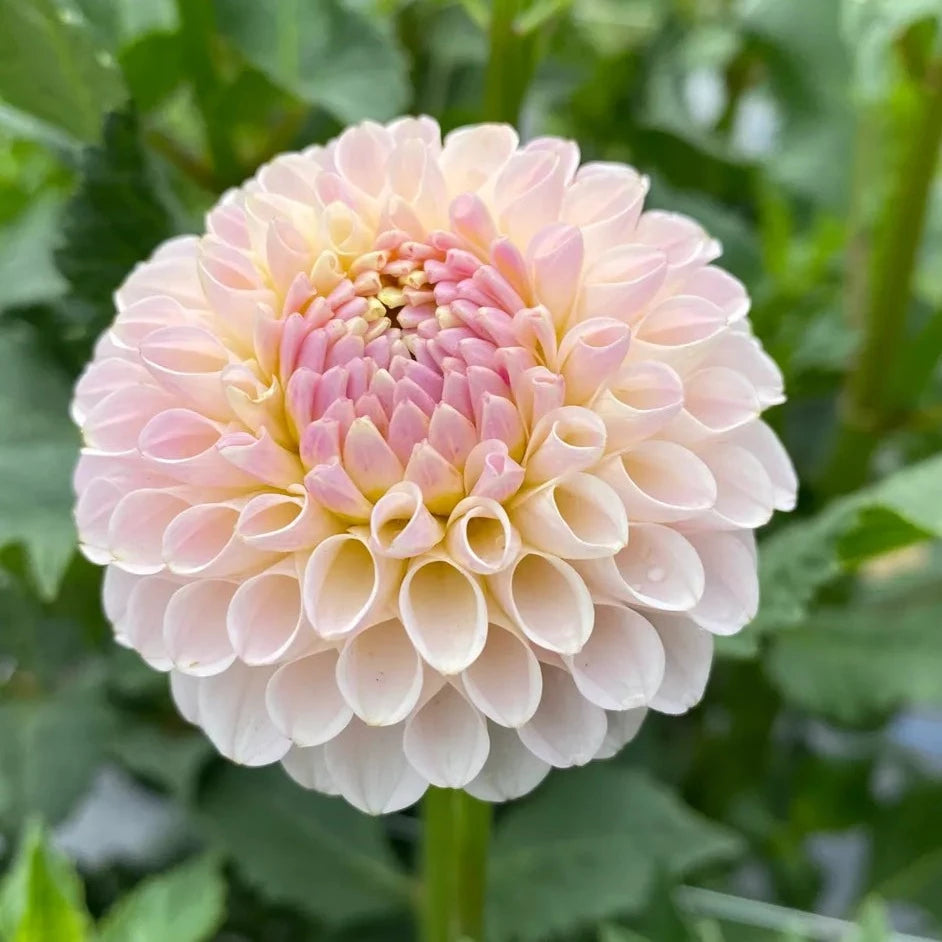 Dahlia 'Pink Pearl'
