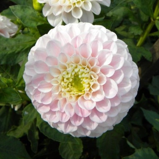 Dahlia 'Pink Pearl'