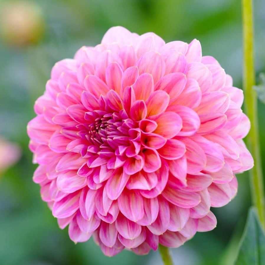 Pink Runner Dahlia