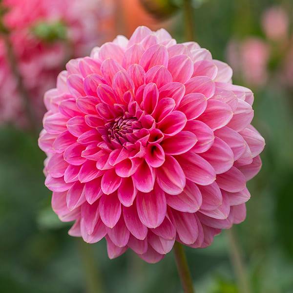 Pink Runner Dahlia
