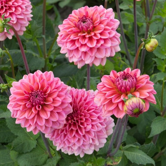 Pink Runner Dahlia