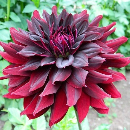 Dahlia 'Rip City'
