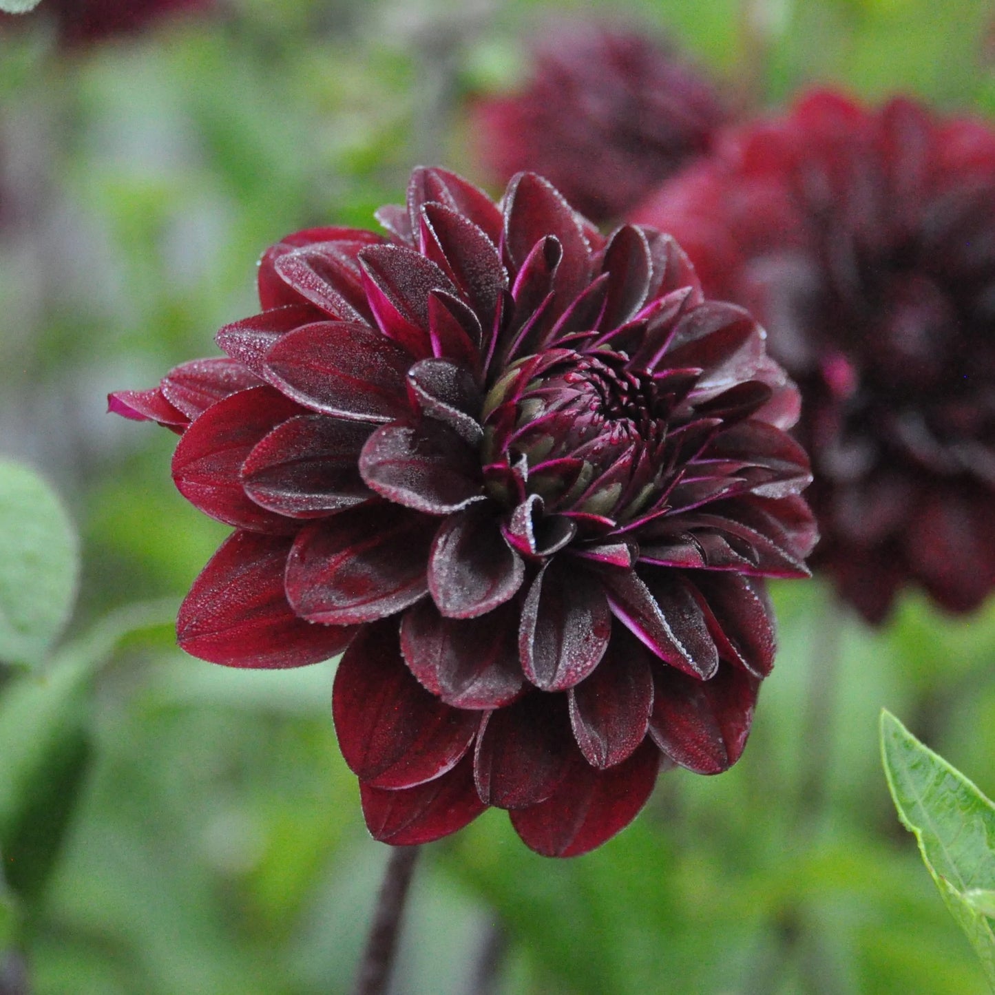 Dahlia 'Rip City'