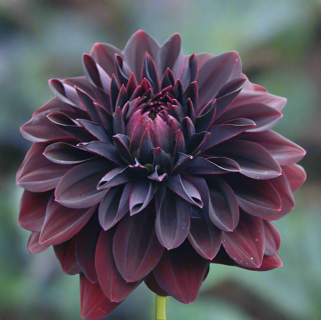Dahlia 'Rip City'