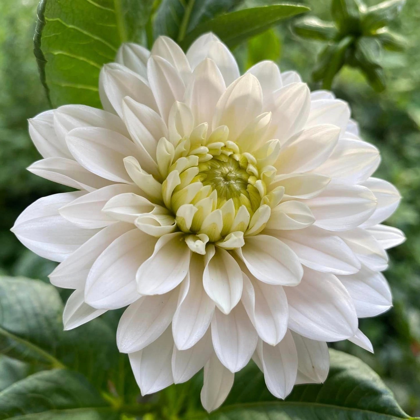 Dahlia 'Silver Years'