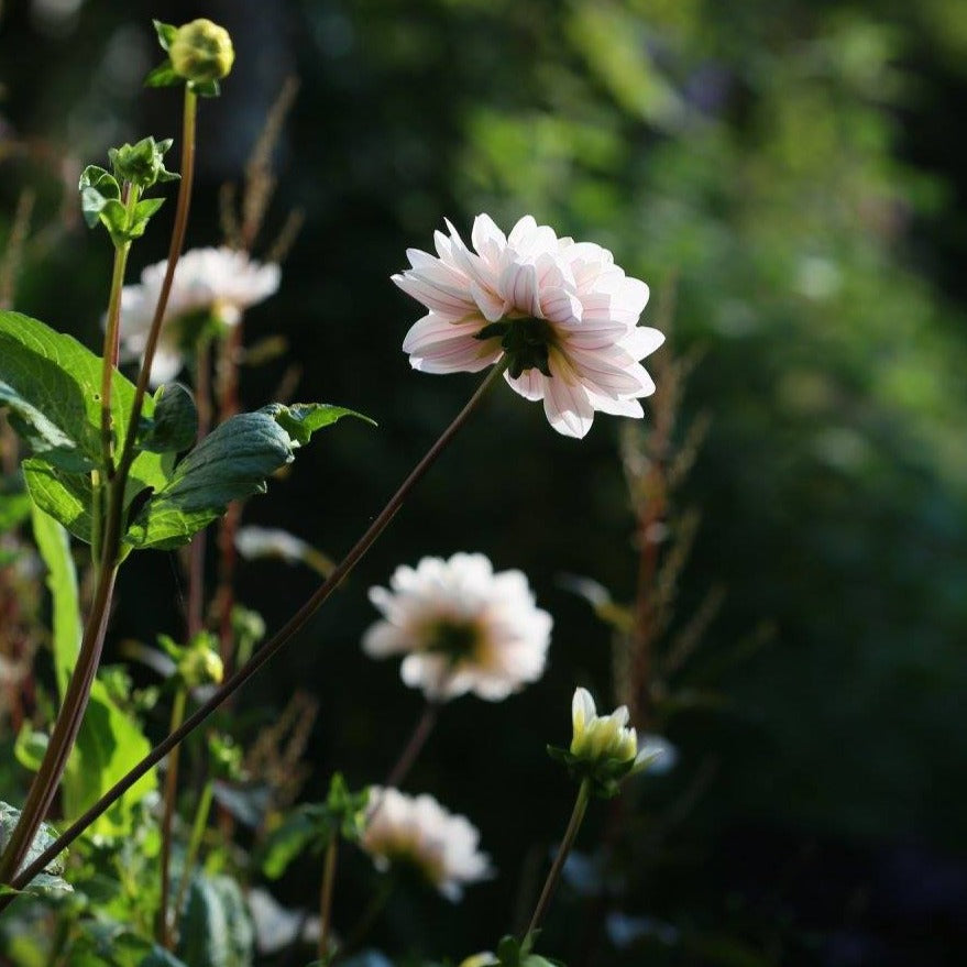 Dahlia 'Silver Years' - Waterlily (1 tuber)