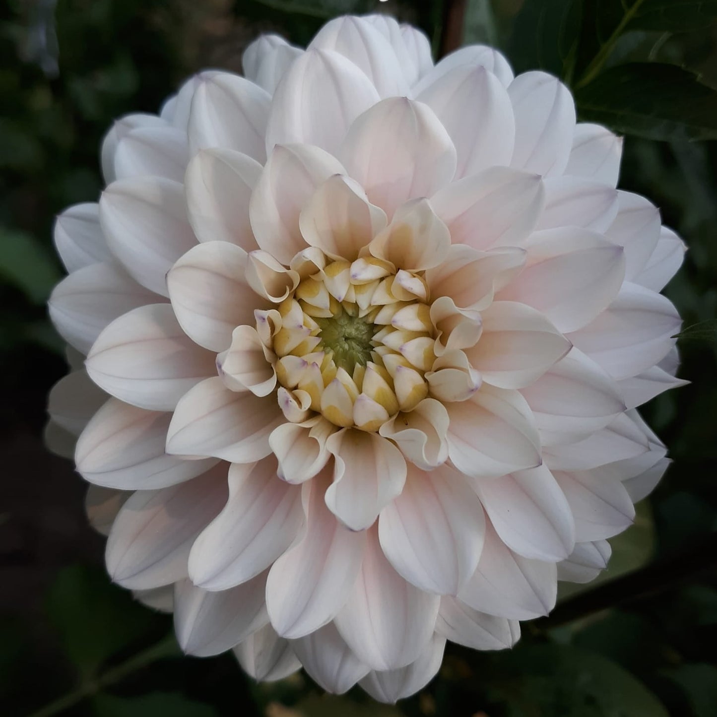 Dahlia 'Silver Years'