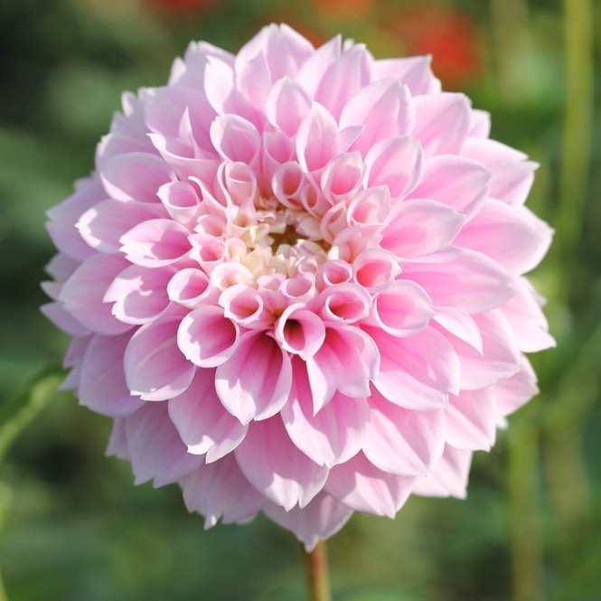 Sweet Love Dahlia