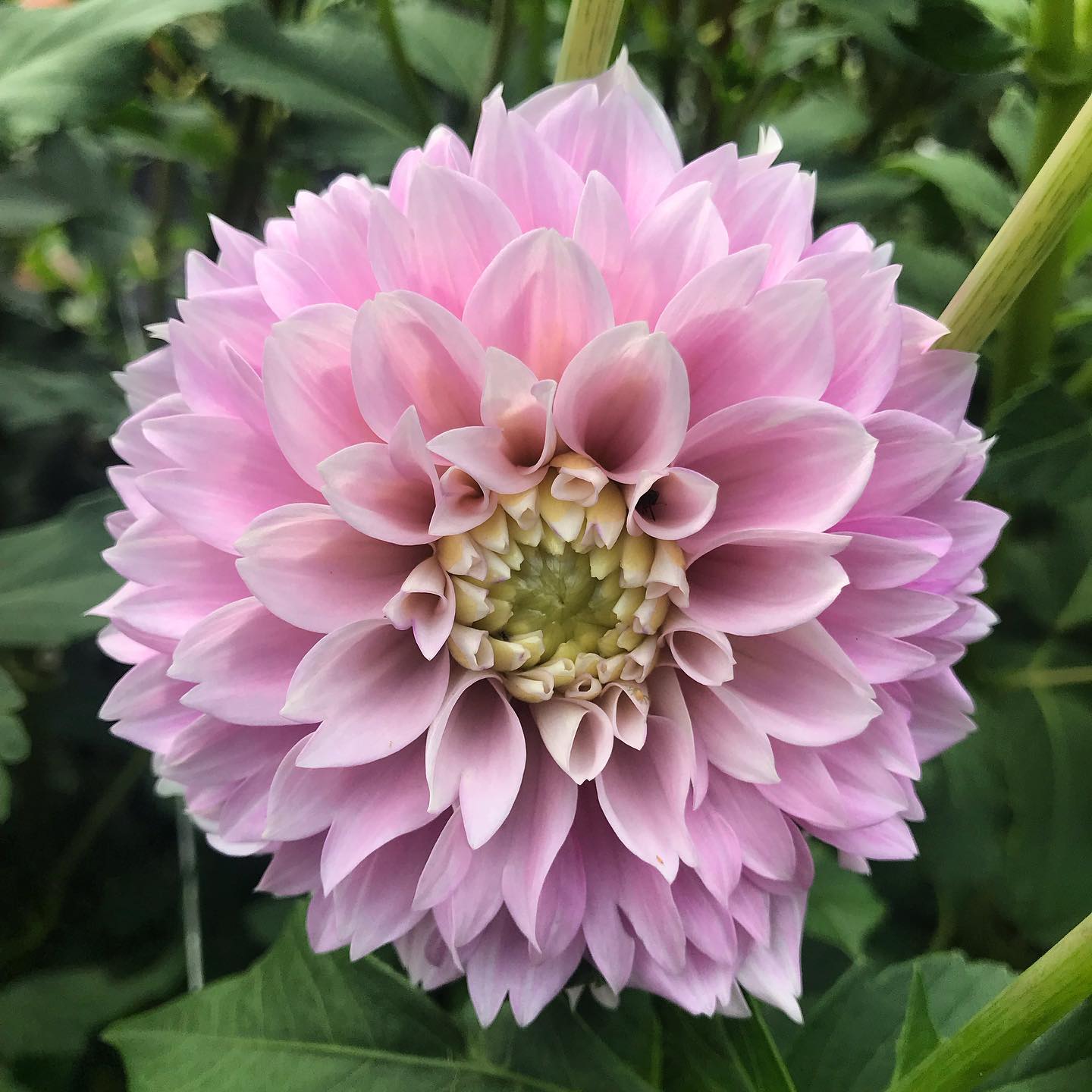 Sweet Love Dahlia