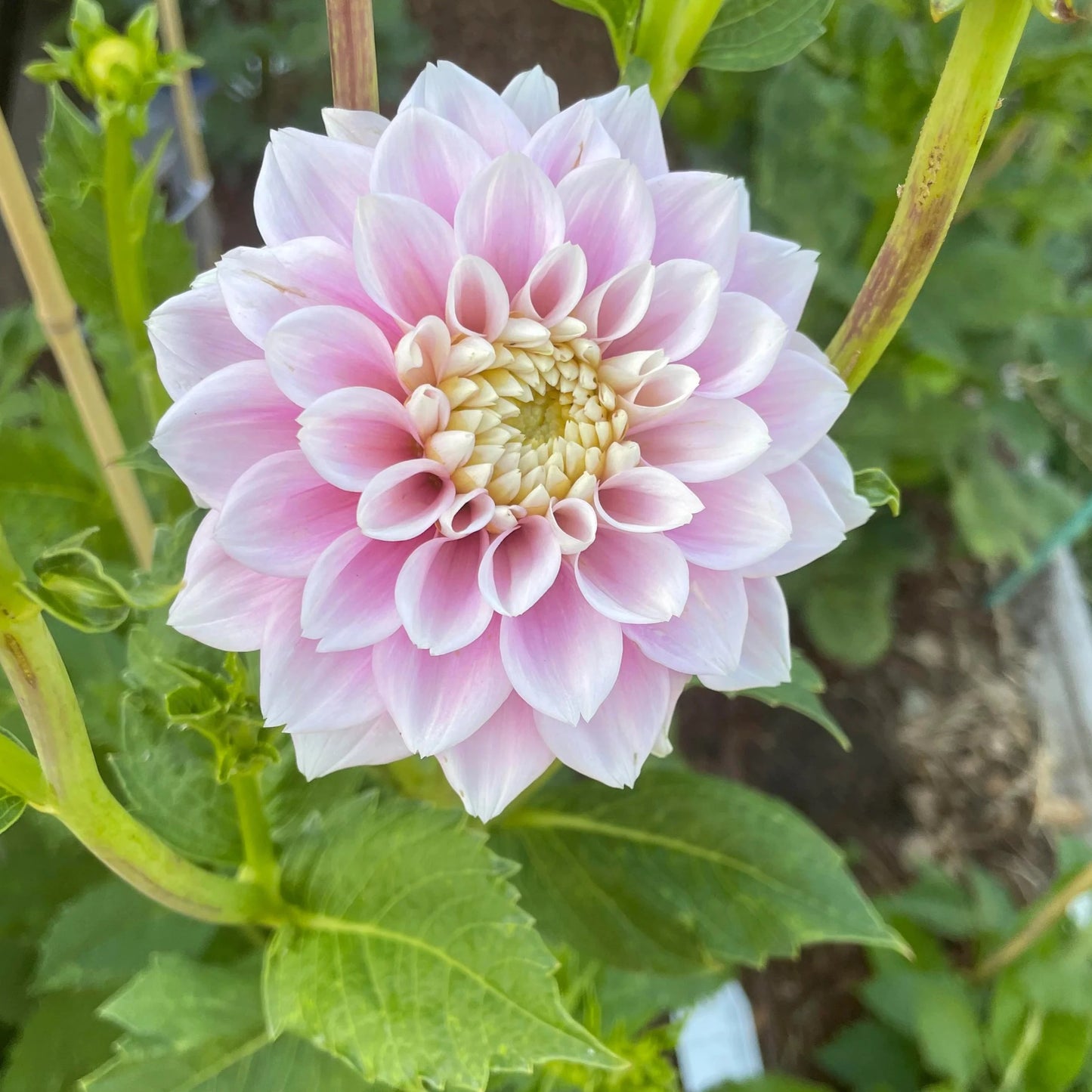 Sweet Love Dahlia