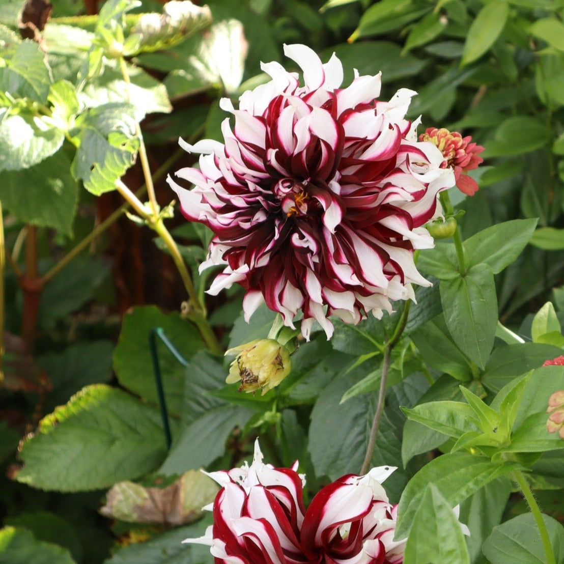 Tartan Dahlia