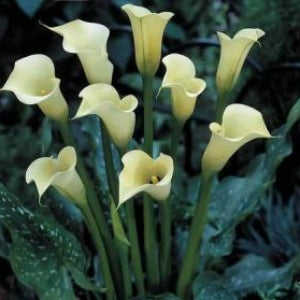 Calla Lily Black Eyed Beauty - 3 Bulbs