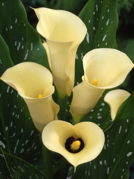 Calla Lily Black Eyed Beauty - 3 Bulbs