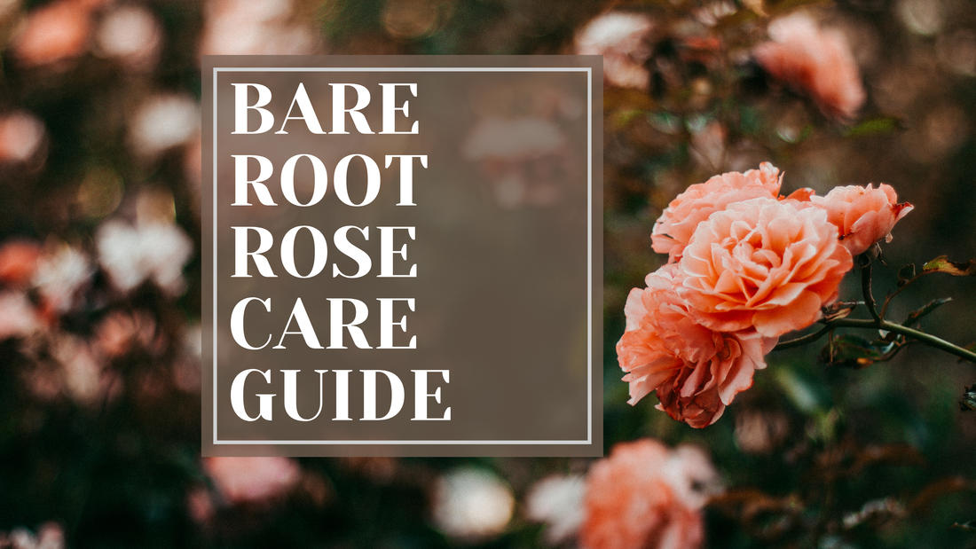 Bare Root Rose Care Guide