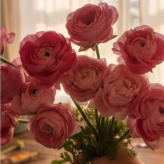 Ranunculus for Beginners: Everything You Need to Know Before You Plant