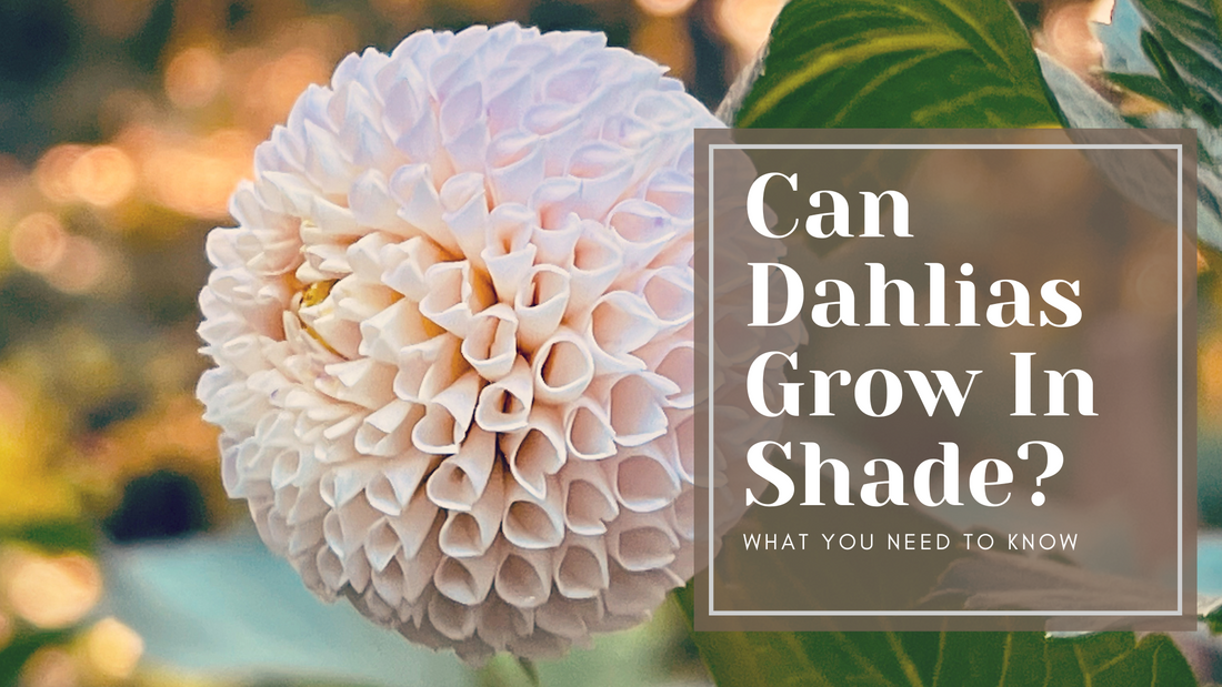 Can Dahlias Grow in Shade?