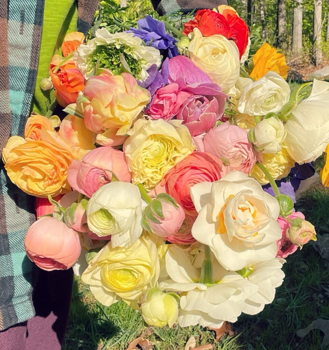 What Makes Ranunculus Tick?