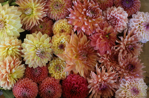 The Best Dahlias for Cut Flowers: A Guide to Top Performers