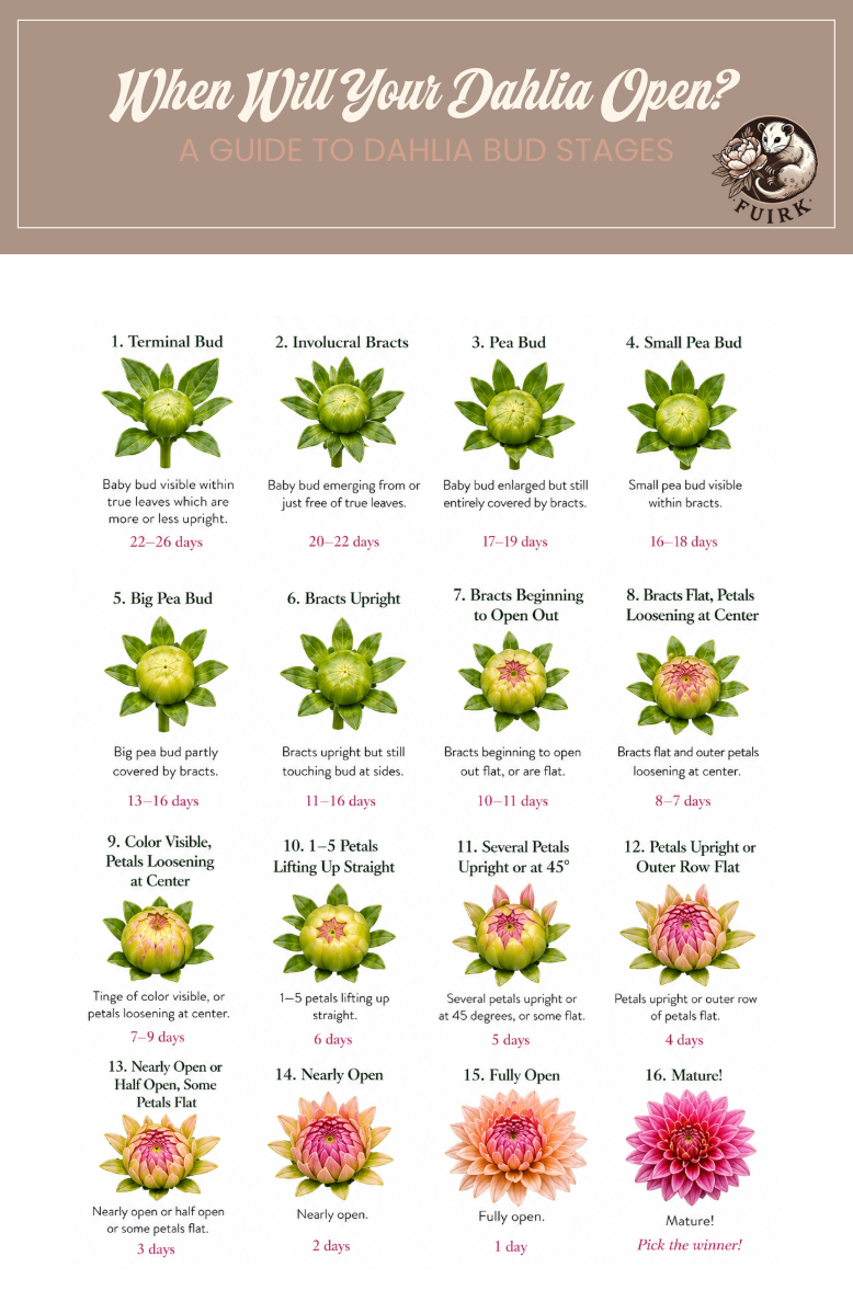 When Will Your Dahlia Open?