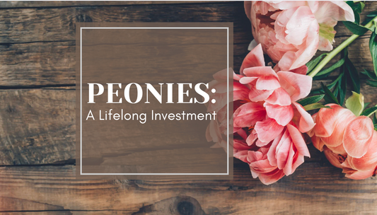 Peonies: A Lifelong Investment