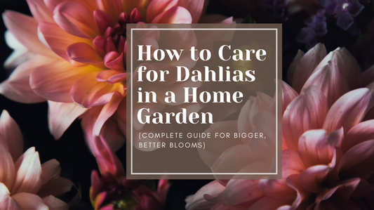 How to Care for Dahlias in a Home Garden (Complete Guide for Bigger, Better Blooms)
