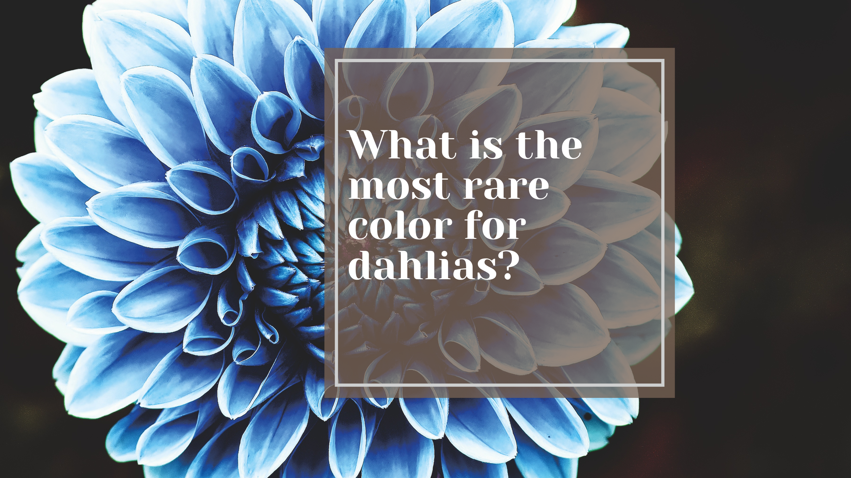 What Is the Rarest Dahlia Color? – Fuirk Home