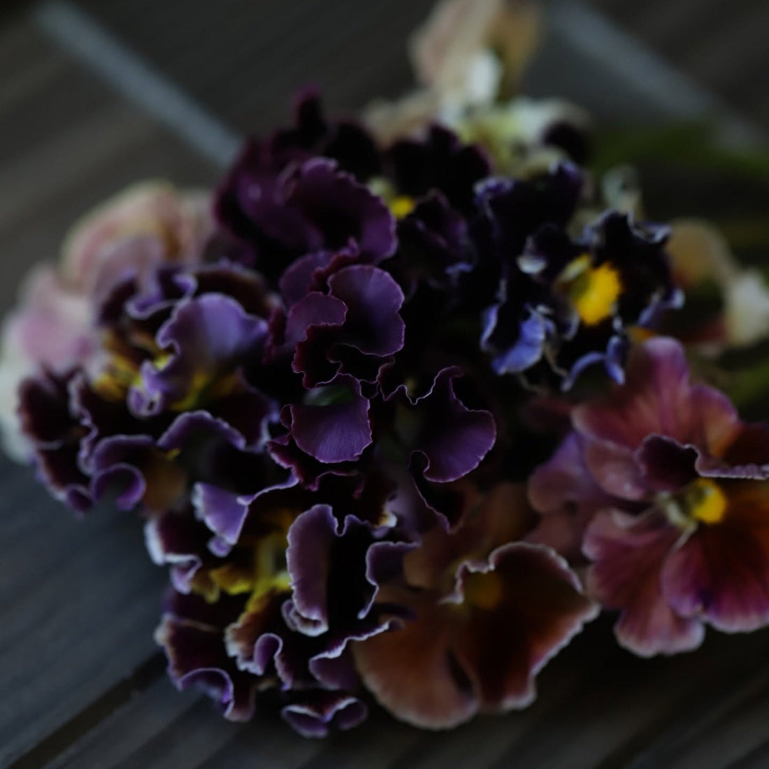 How to Grow Elegance Pansies for Long Stems & Cut Flowers