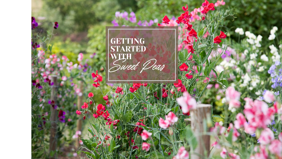 Getting Started with Sweet Peas