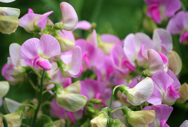 Getting Started with Sweet Peas