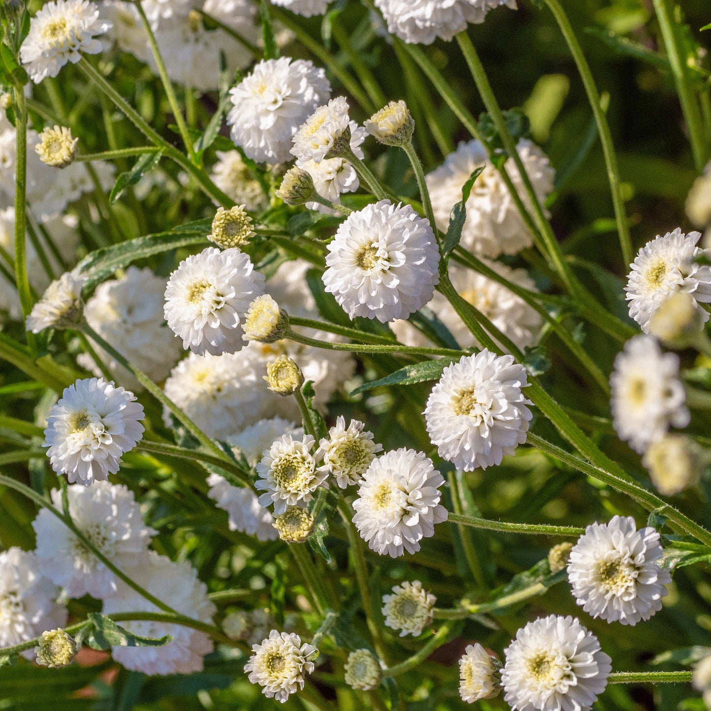 Perennial Achillea 'Peter Cottontail' | 2 Pack | Ships Week of Sept 21